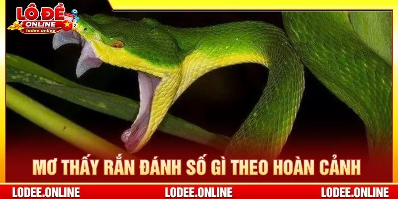 Mơ thấy rắn đánh số gì theo từng hoàn cảnh