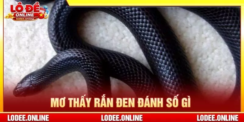 Mơ thấy rắn đen đánh số gì