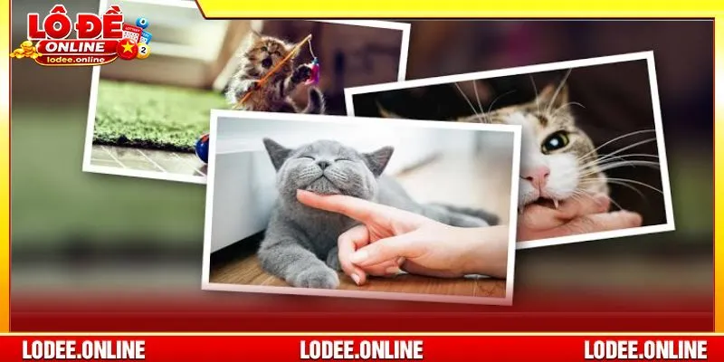 Giải mã giấc mơ thấy mèo được người chơi số học quan tâm đặc biệt