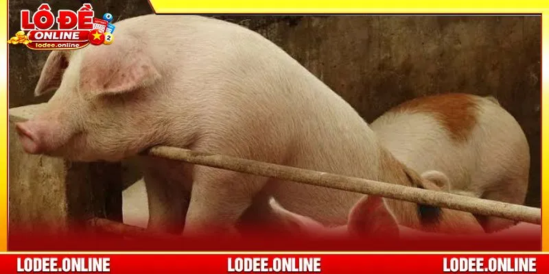 Mơ thấy heo trắng gợi ý bạn bộ số đẹp nên đánh trong ngày
