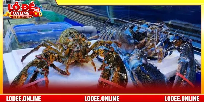 Mơ thấy tôm hùm là giấc mộng chốt số cực lý tưởng